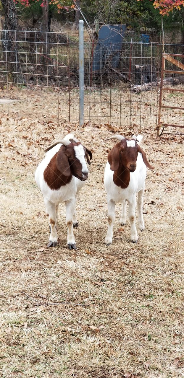 goats in the fall