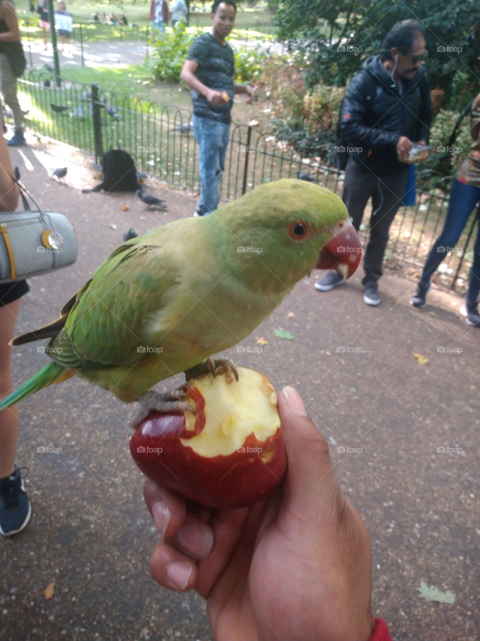 Yummy apple