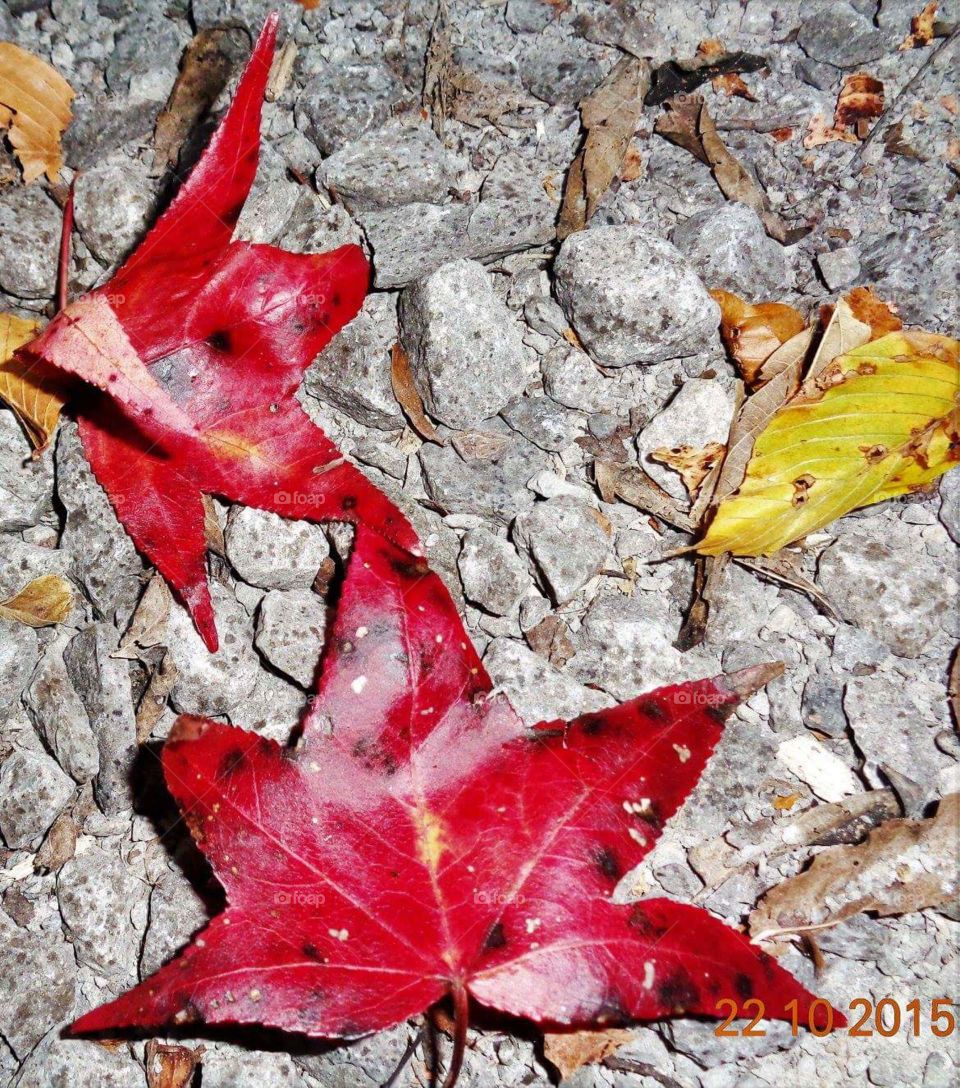 beautiful leaves in fall 2016.