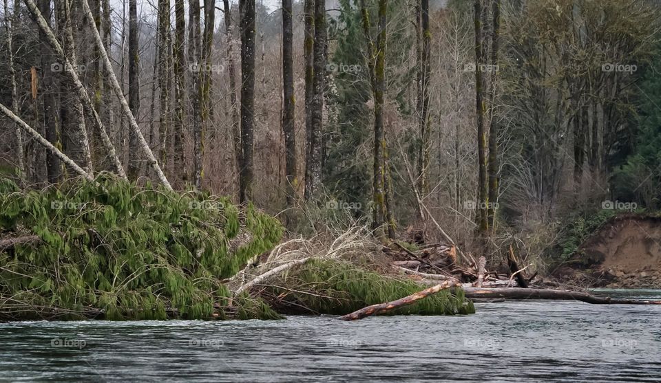 River flowing through the forest