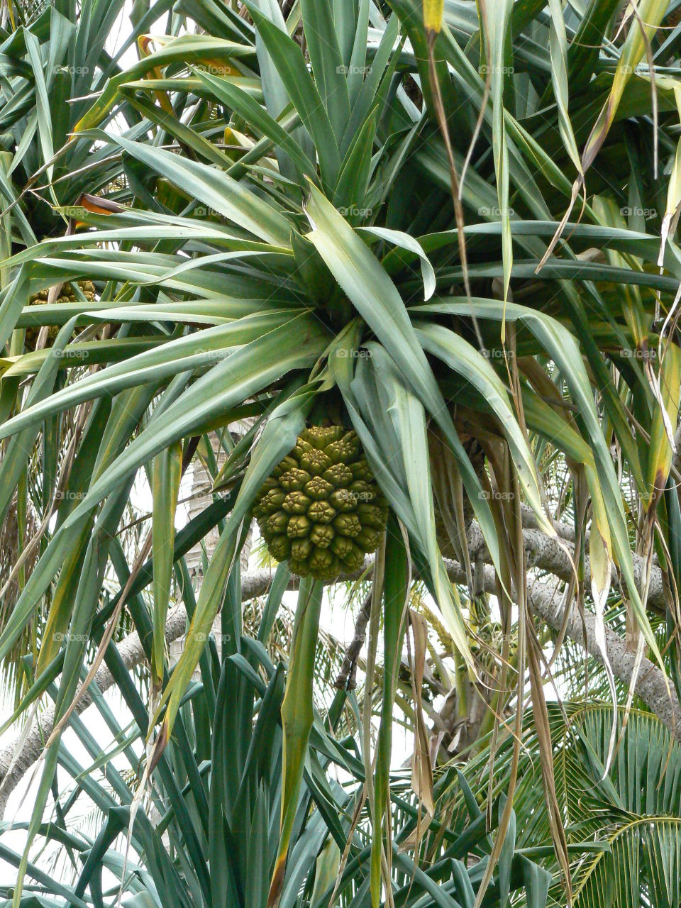 Pineapple Tree, Moreton Island, Queensland, Australia. 