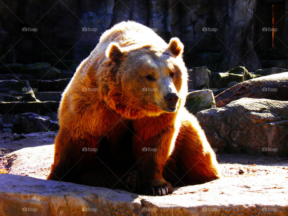 Big light brown fur bear illuminated by the summer sun in its habitat in the Zoo of Madrid.