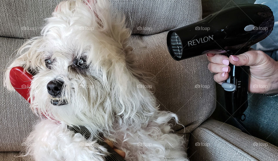 cute doggie fixing her hair.