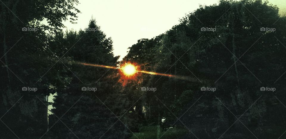 Sunset Through the Pines