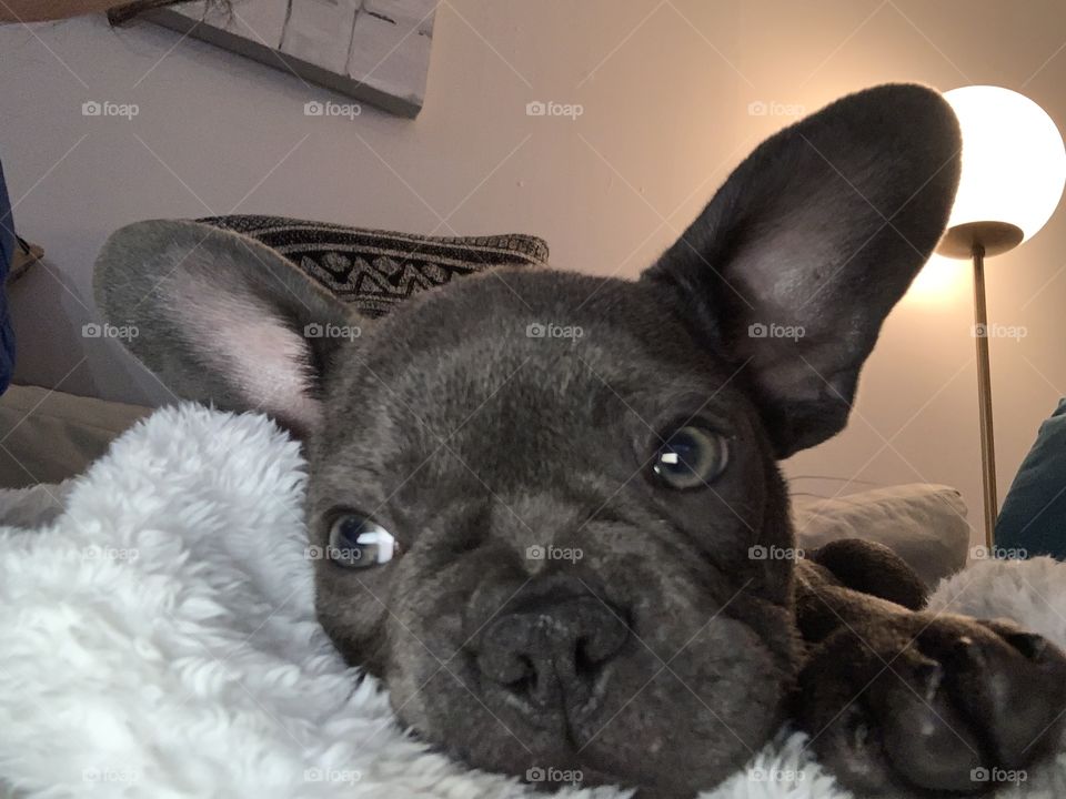 Frenchie pup
