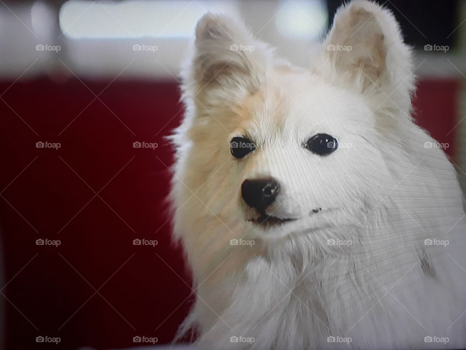 The best friend of man the dog in white color with his gaze fixed in front of him with red photographic background.