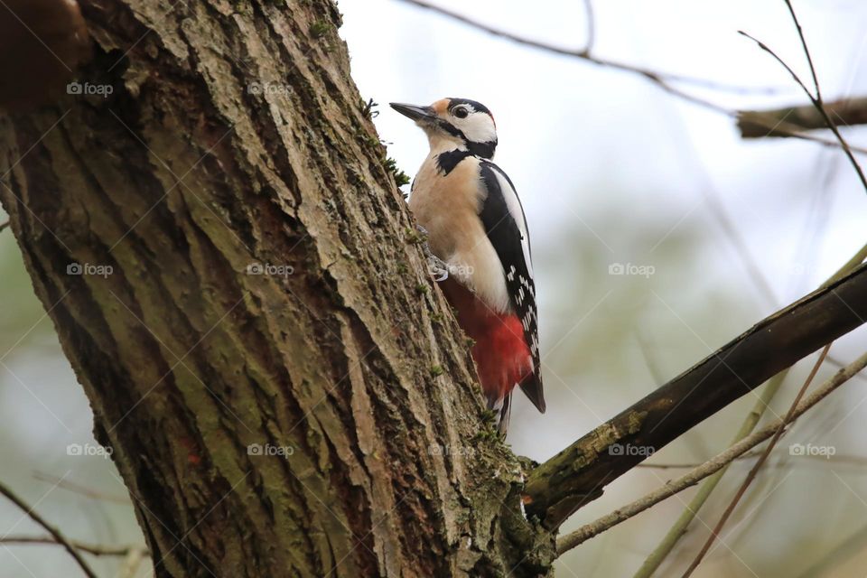 A typical German winter is depicted in this image, with sub-zero temperatures and no snow. The focus is on a woodpecker clinging to a tree. The scene conveys the cold and tranquility of the season.