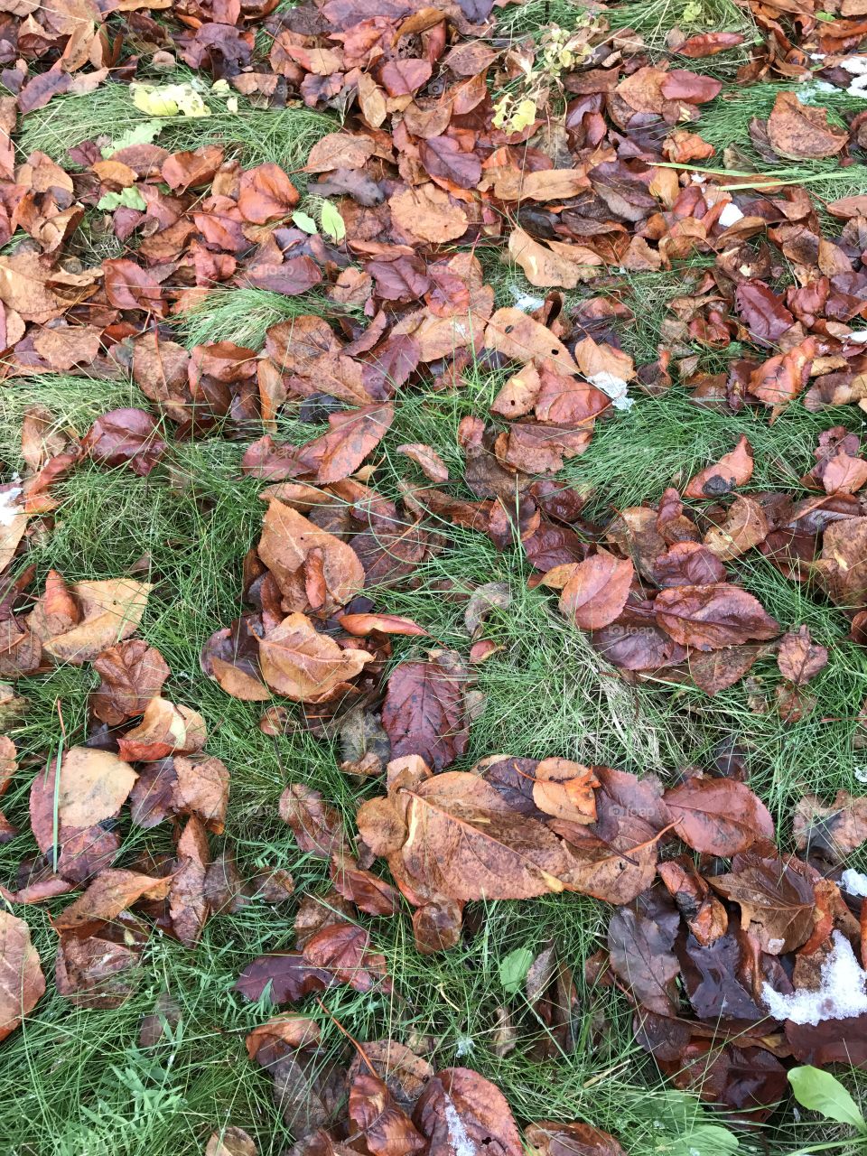 Autumn leaves on green grass 