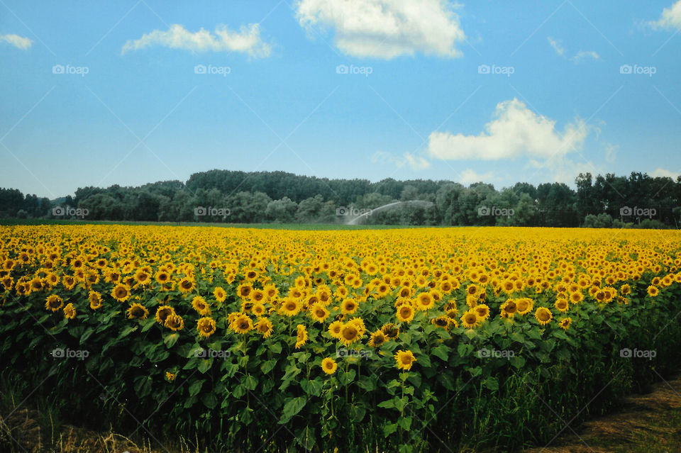 Symmetry of a square field of sunflowers in Sollingen, Germany. The photo was taken in 1993 & has been digitized using some modern desktop techniques. Photo taken from the corner of the field with a water sprinkler at the opposite corner. 🇩🇪