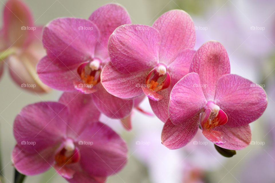 orchid flower