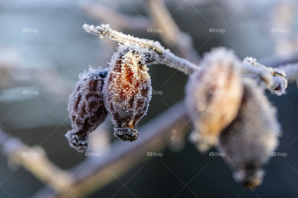 A portrait of red brown rosehips frozen dry on a branch during winter time. the frost on the fruit is like it has been sugar coated.