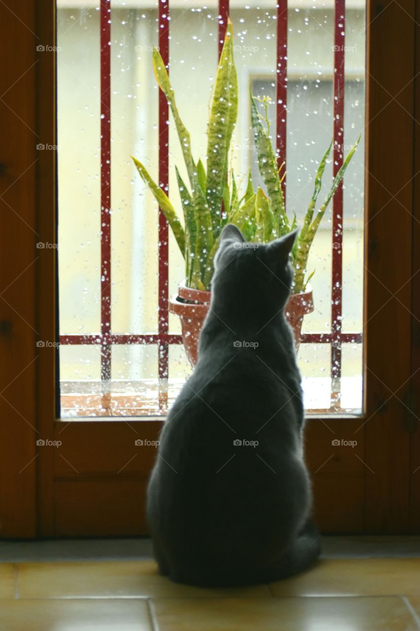  the cat looks at the rain