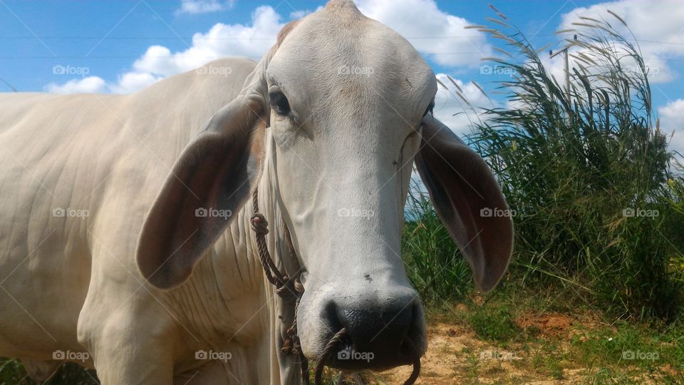 lovely cow