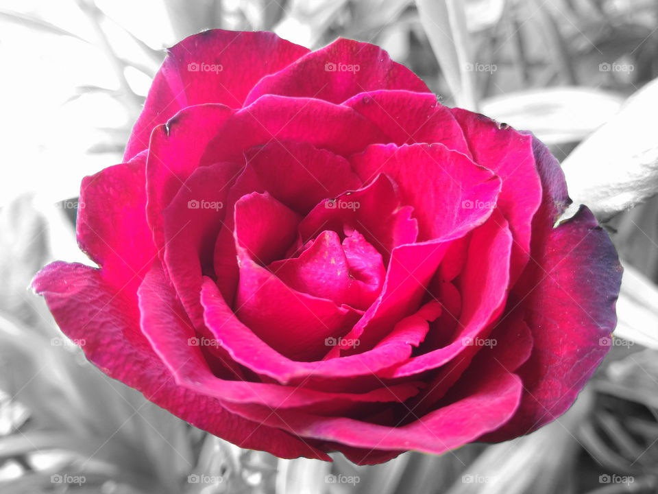 A red rose of love.