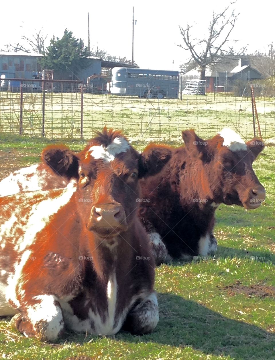 Big fat Short Horn cows in Texas.