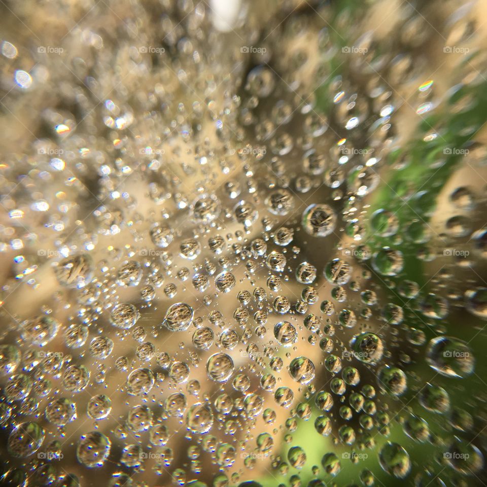 Dew in spiderweb