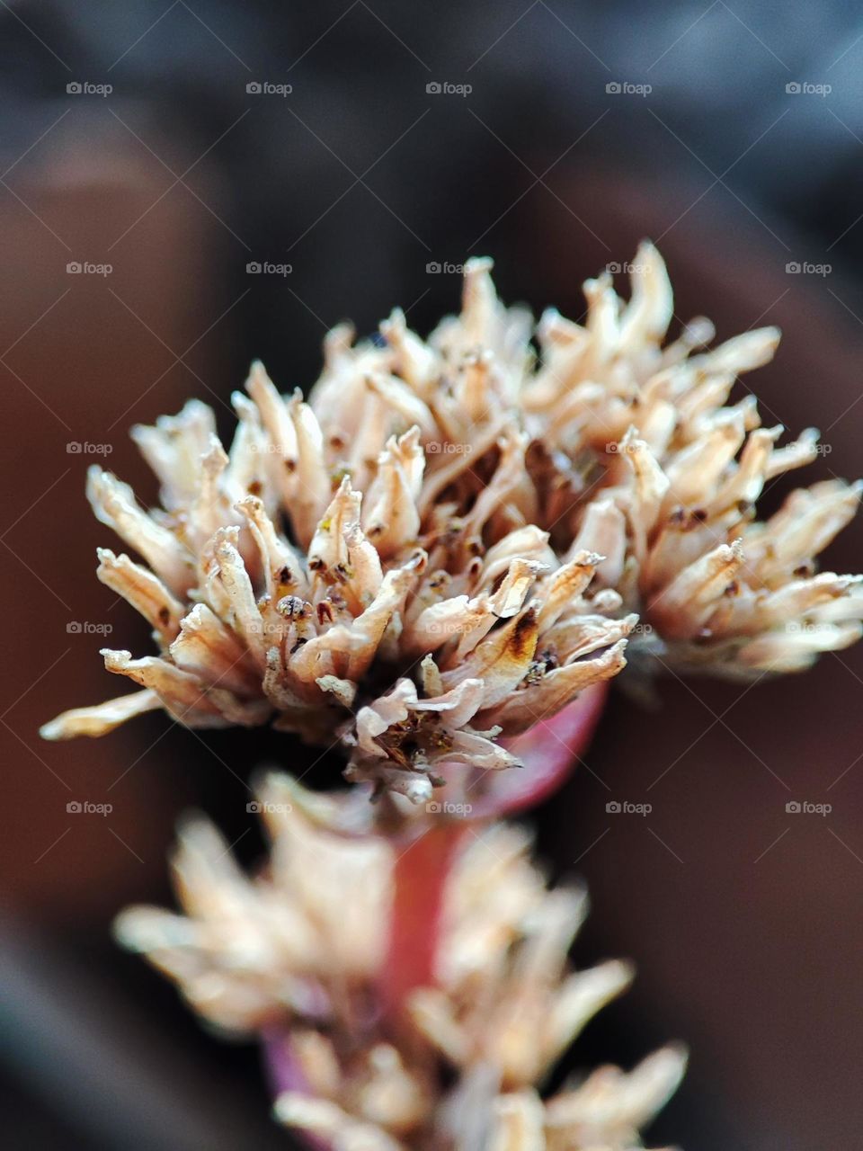 Dry, Dead succulent flower