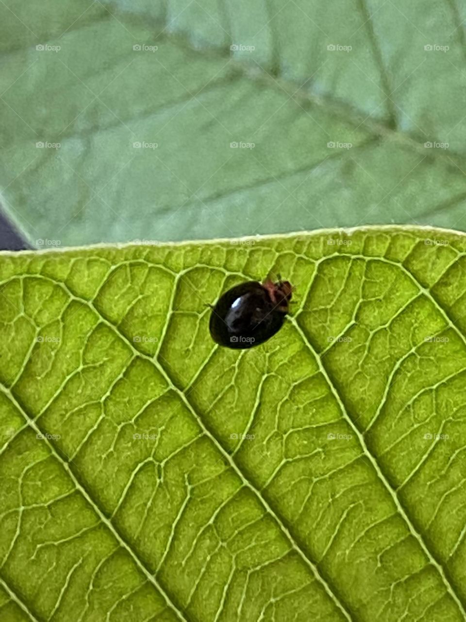 Black lady bug