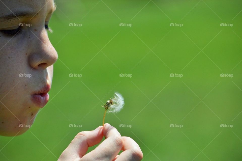 Dandelion 