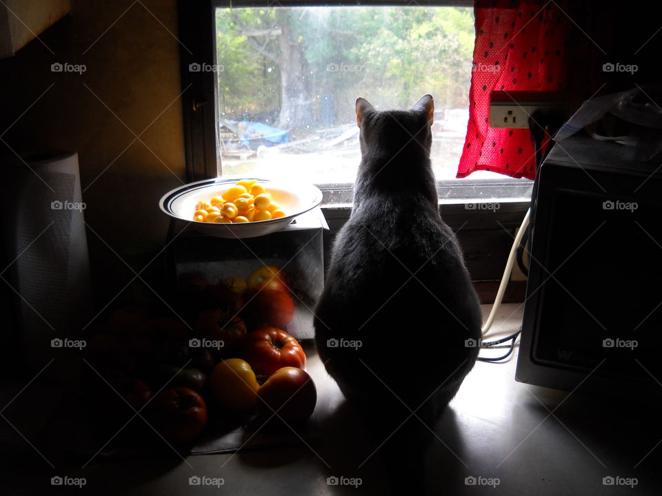 Cat Entertainment. My cat watching her "tv"