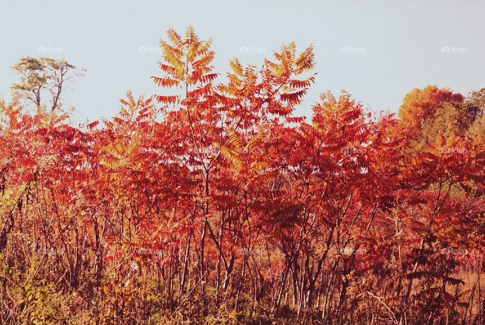 autumn foliage. Autumn foliage, blazing sumac