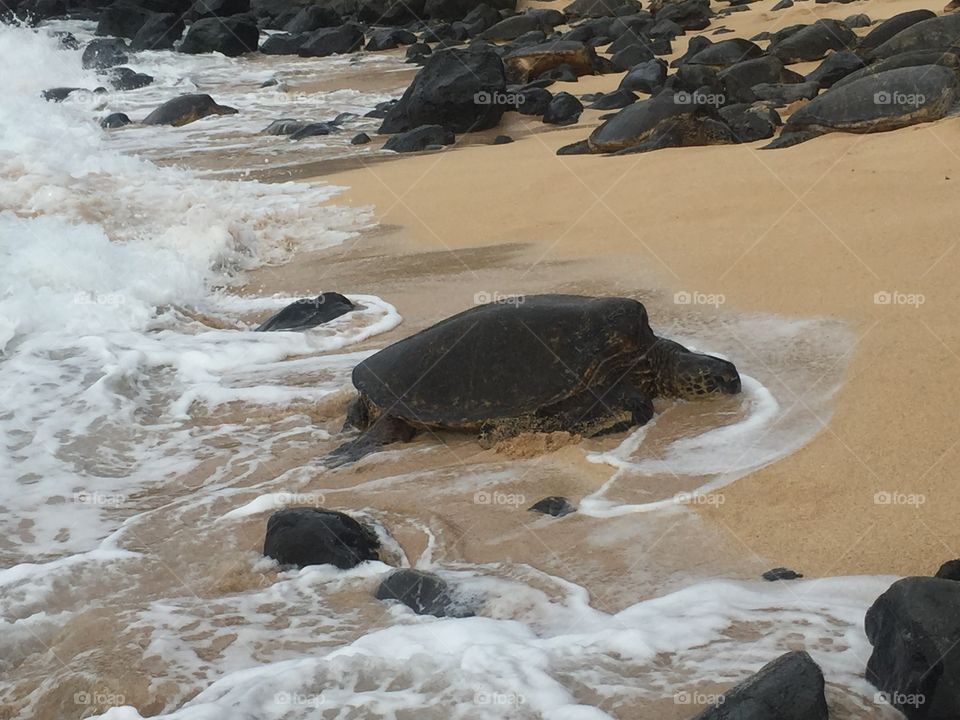 Turtle in Hawaii 