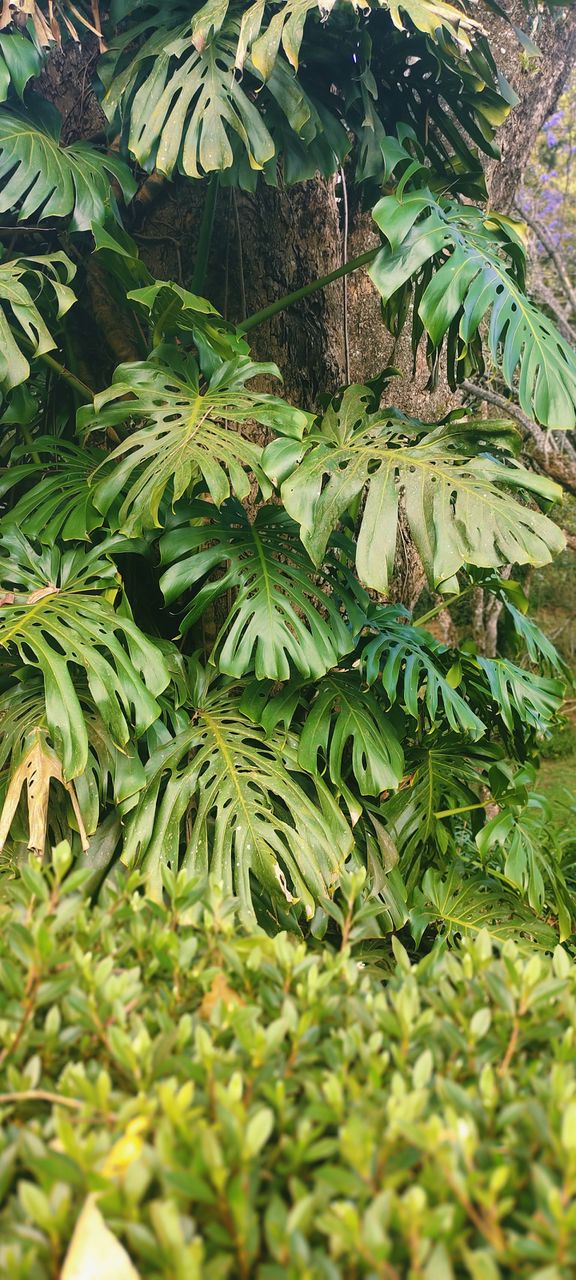 tropical green leaf