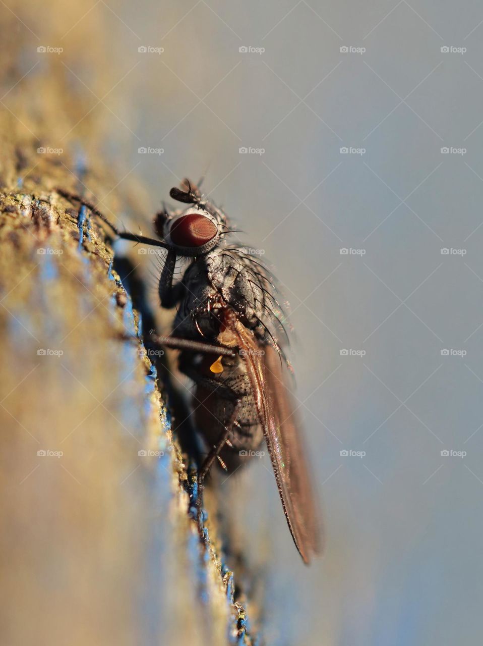 Macro of tiny fly