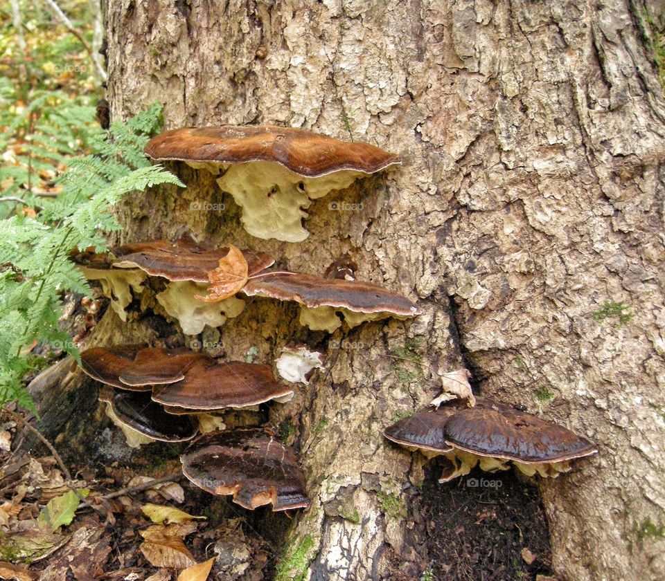 mushrooms in the forest
