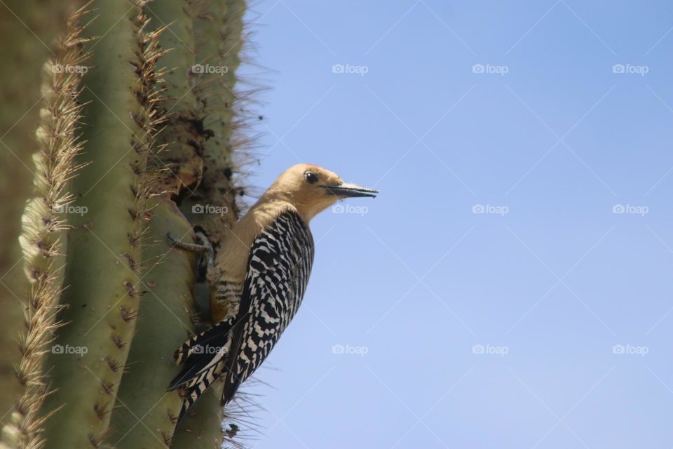 Woodpecker Making a Spring Nest in Cactus