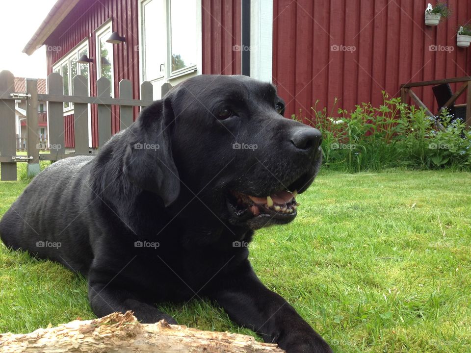 Tired dog. My dearly departed labrador, named Hamlet
2004/30/01-2015/07/30
Forever loved, forever missed