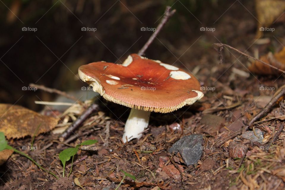 Mushroom
