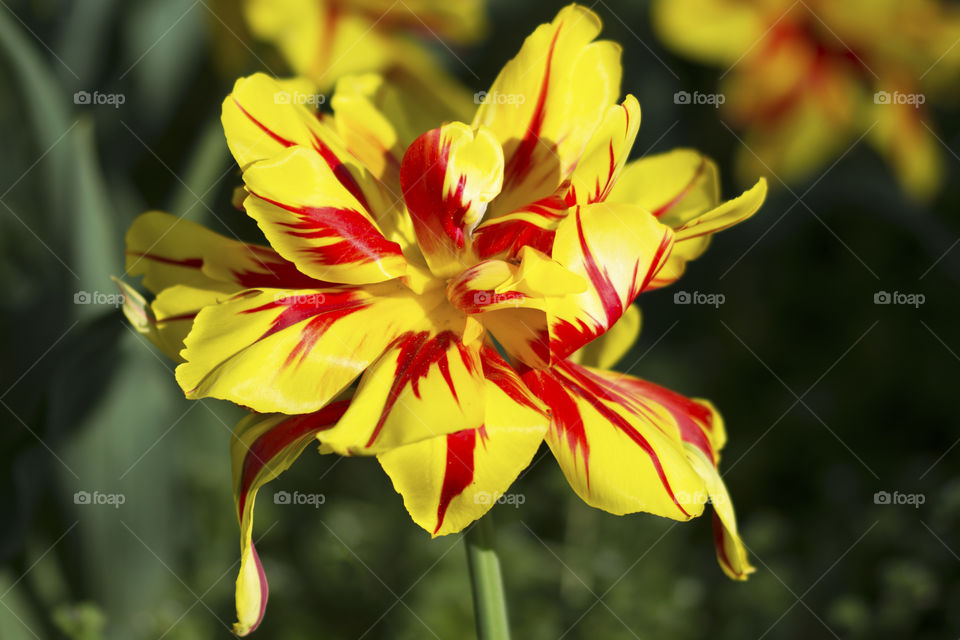 Extremely beautiful red and yellow tulip flower in full bloom