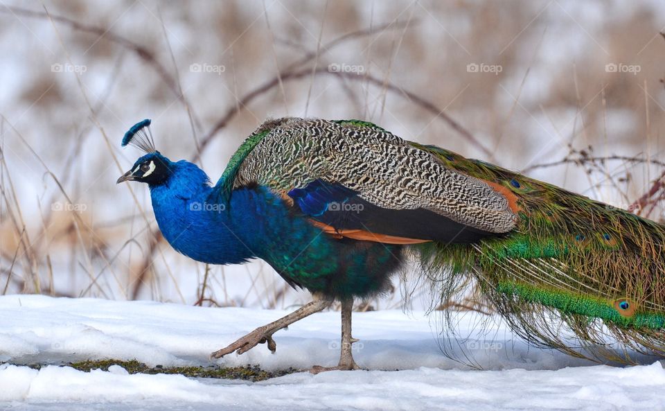 Beautiful peacock in the snow