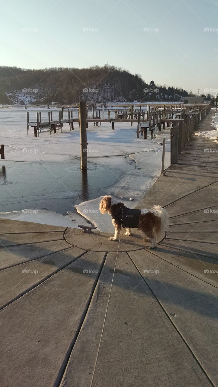 Traveler watching the sunrise. My dog at the dock watching the sunrise