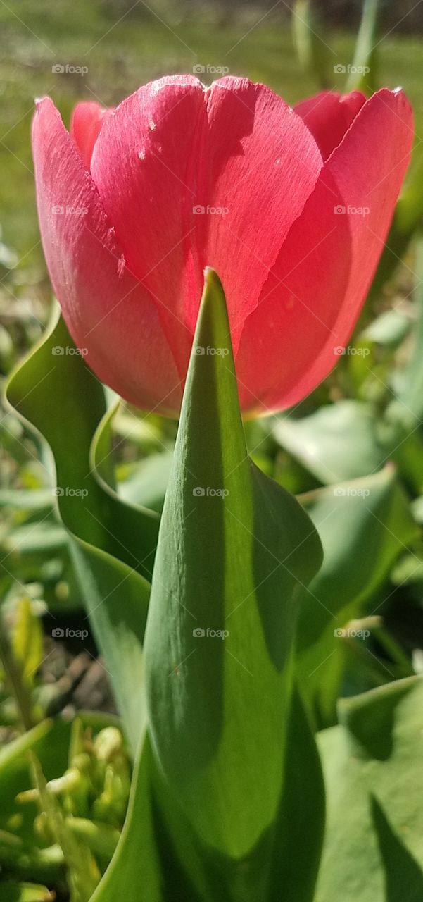 Tulip