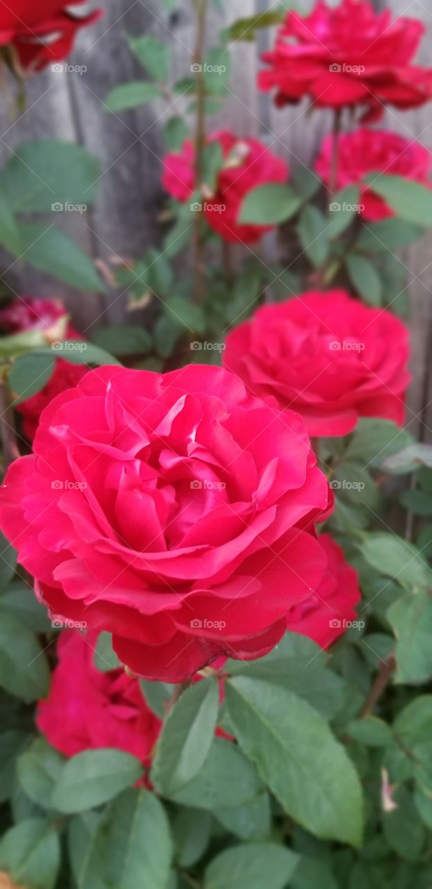 long stem Roses blooming In my front yard in the spring time