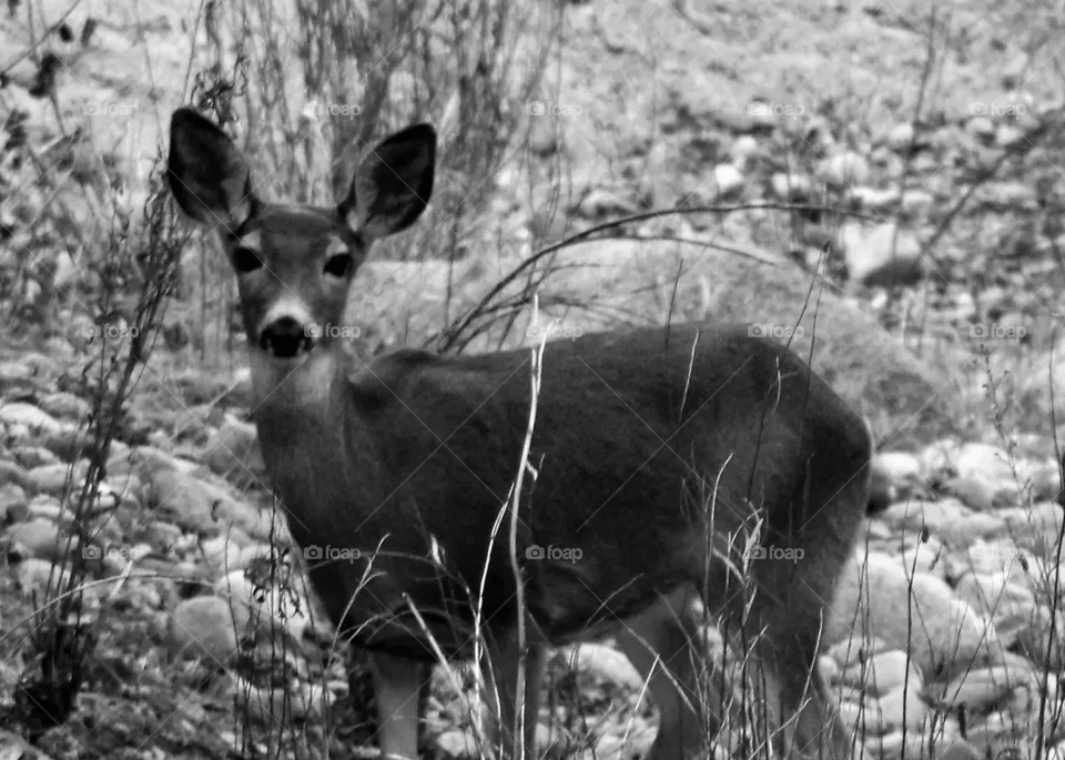 Deer