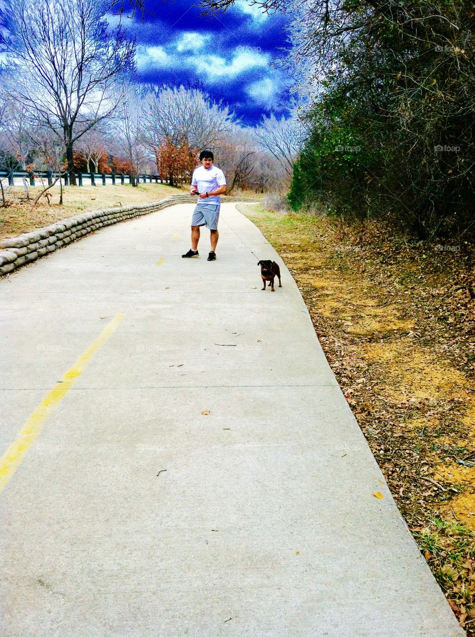 Dog walking in the park