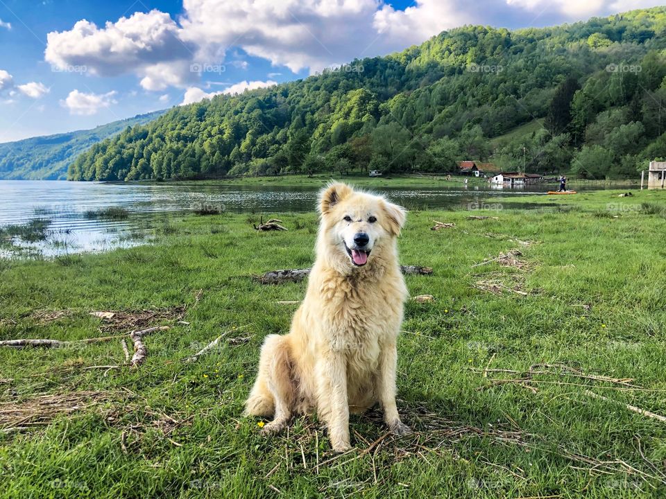 Happy dog