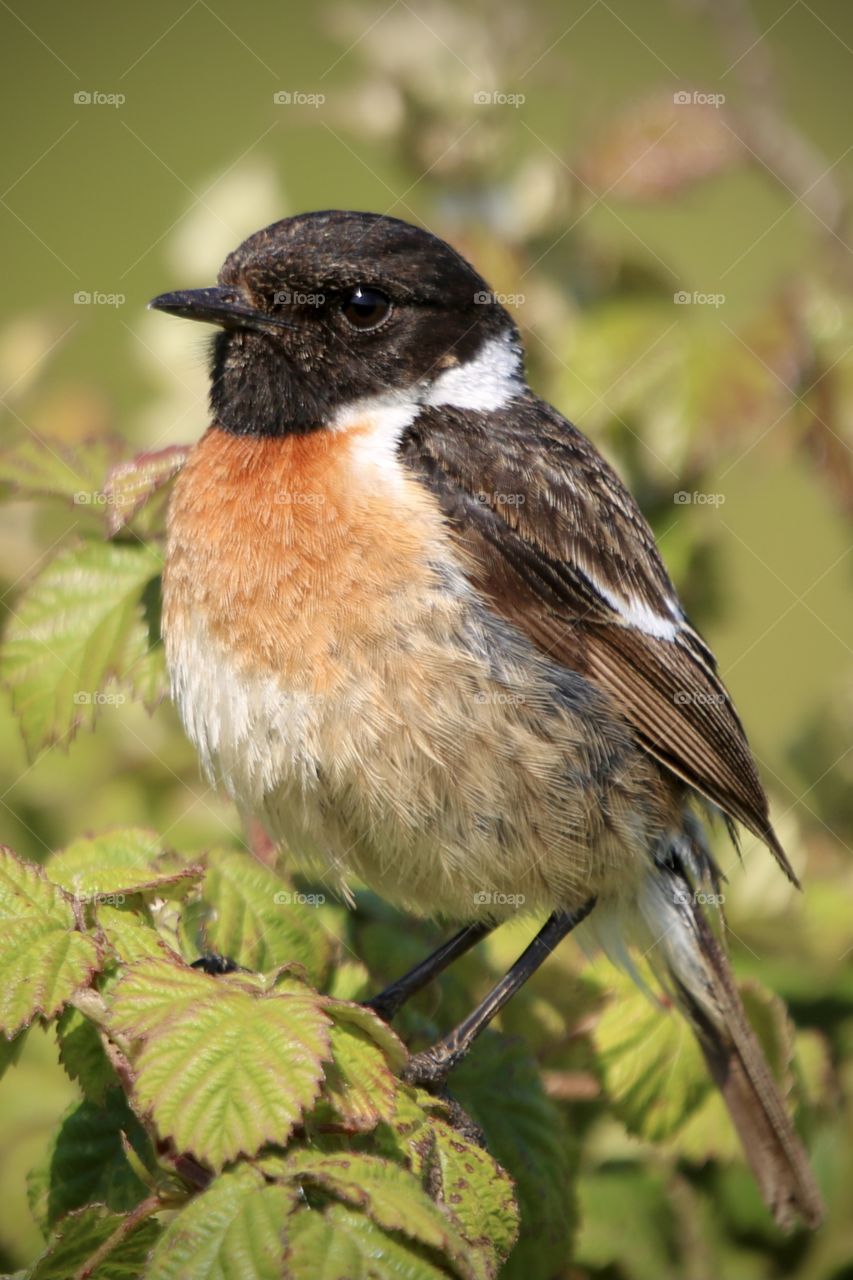 Stonechat
