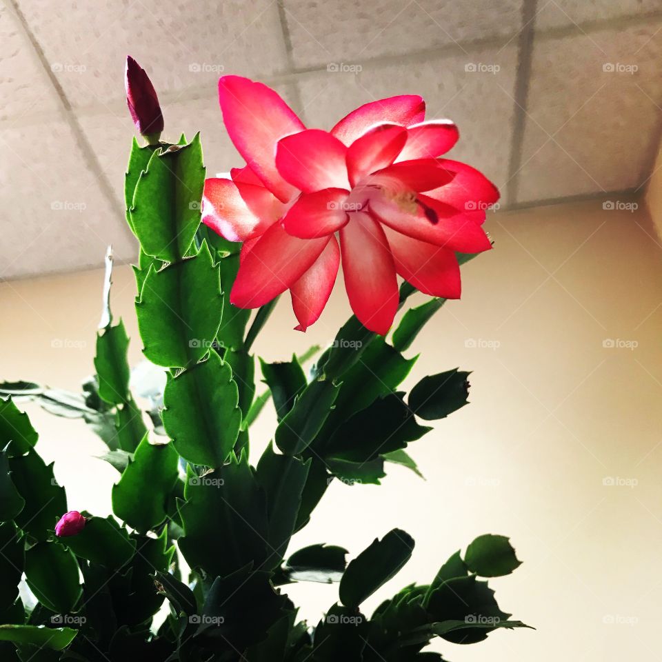 Blooming bright neon pink and white green Christmas cactus 
