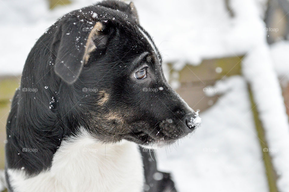 Profile of a mixed breed terrier puppy outdoors in the snow with a snowflake on his nose