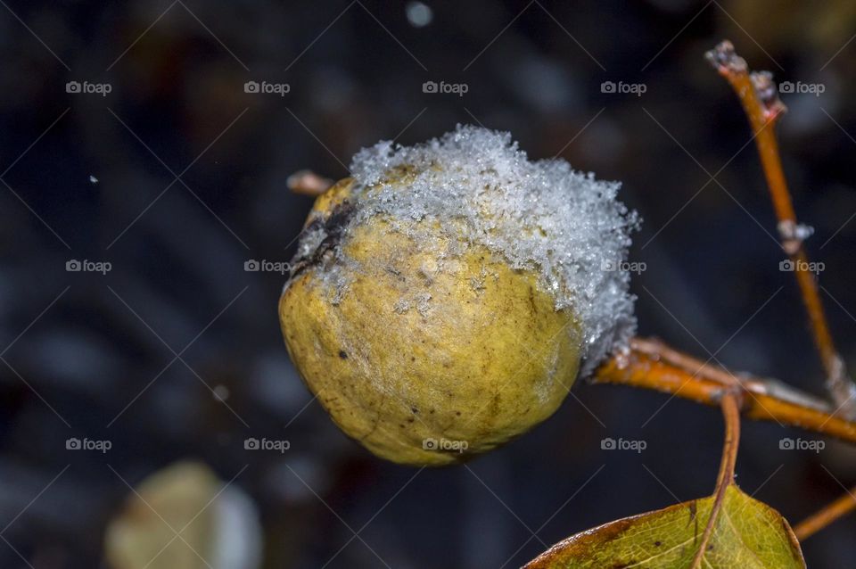 Quince and snow.