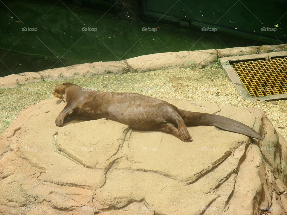 Sunbathing Otter