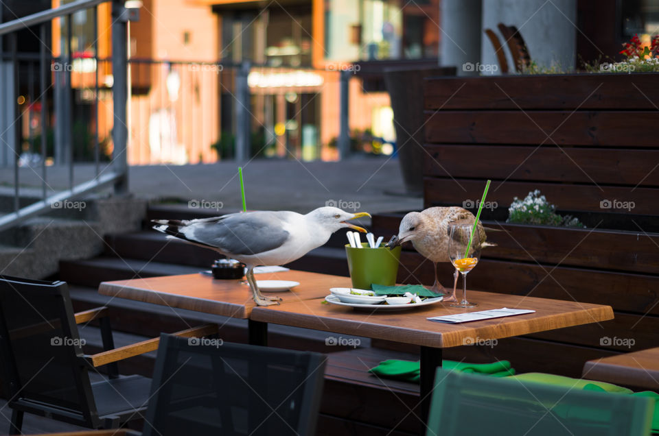 Two seagulls fighting for food leftovers on cafe's table outdoors.