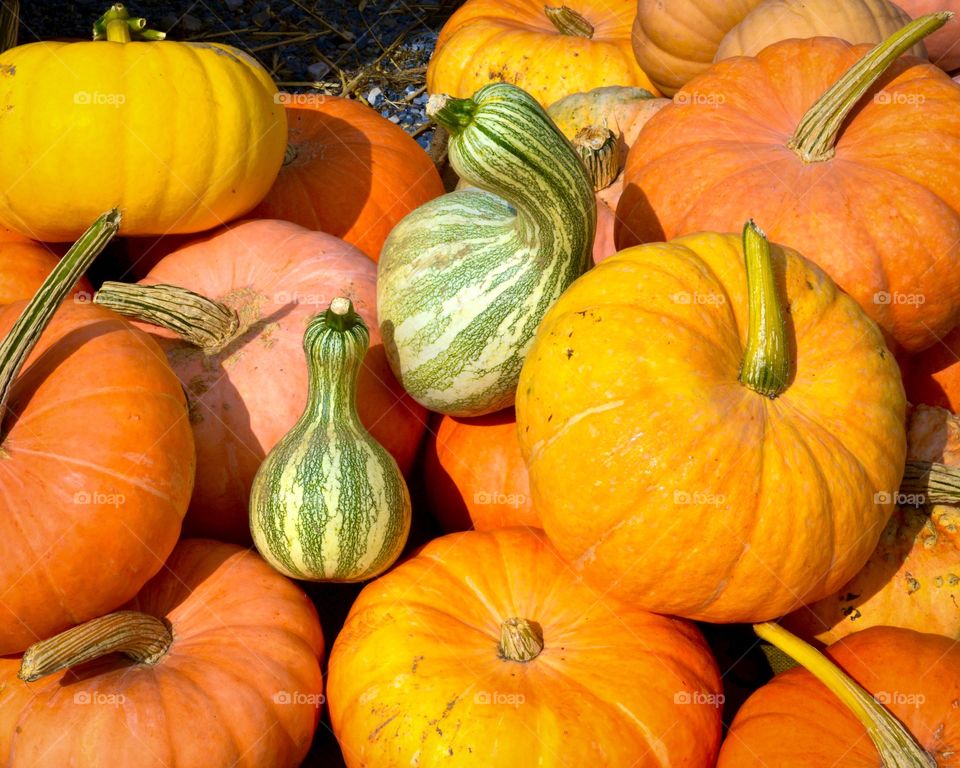 Pumpkin, Halloween, Thanksgiving, Fall, Squash Vine
