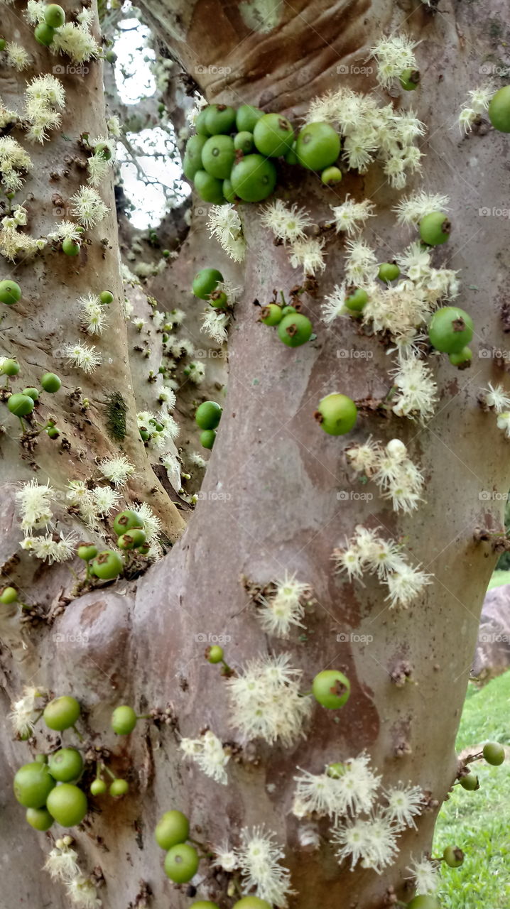 TRUNK TREE FRUIT
