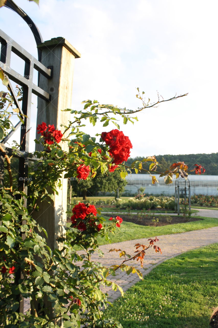 Red roses