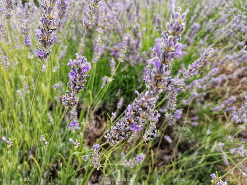 Lavander